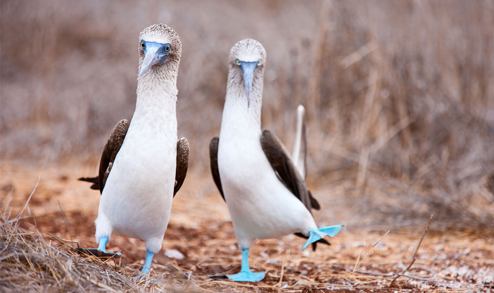 blue footed booby